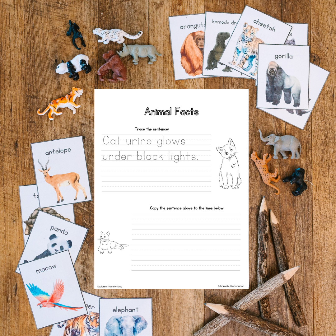 Explorers Handwriting Bundle: Animal Adventures (Ages 6-8)