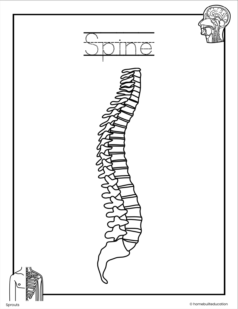 Sprouts Human Body Trace and Color Flashcards Bundle (Ages 3-5)