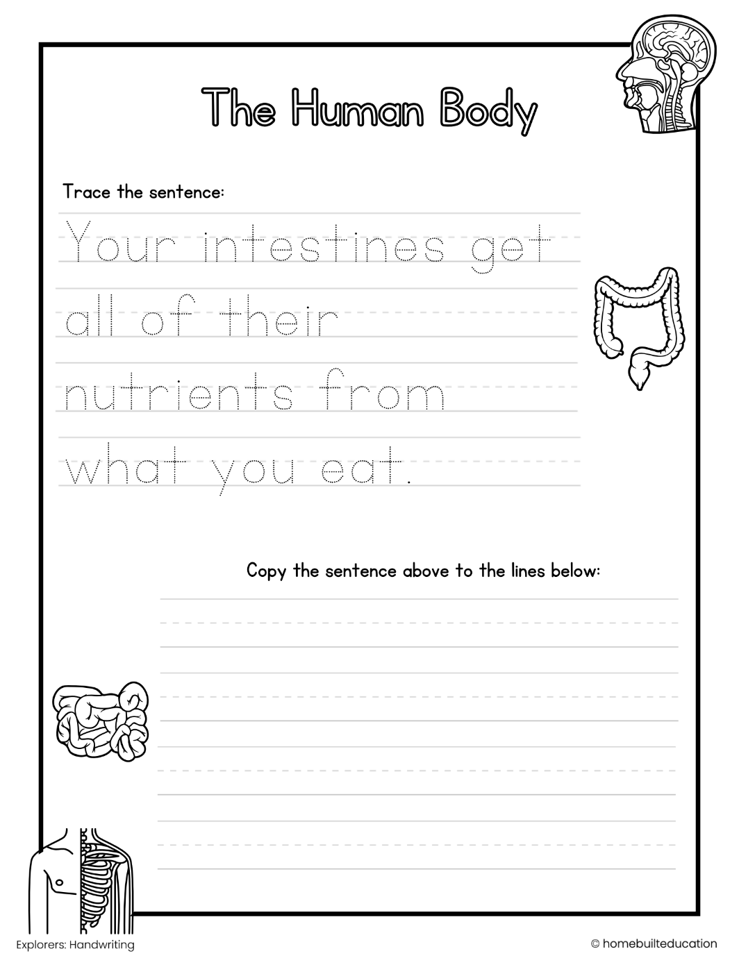 Explorers Handwriting Bundle: Anatomy Adventures (Ages 6-8)