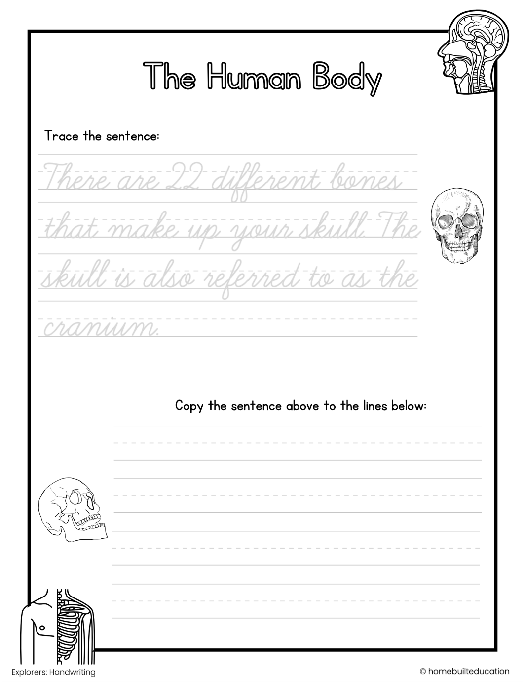 Navigators Cursive Practice Bundle: Human Body and Anatomy (Ages 9-11)