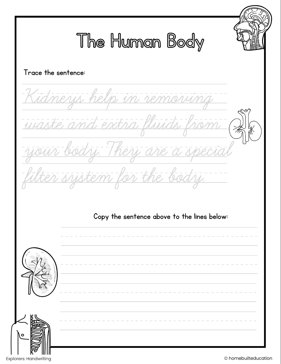 Navigators Cursive Practice Bundle: Human Body and Anatomy (Ages 9-11)