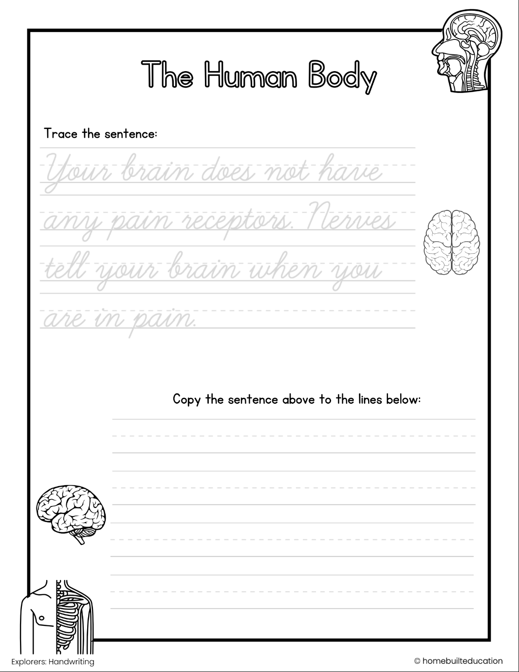 Navigators Cursive Practice Bundle: Human Body and Anatomy (Ages 9-11)